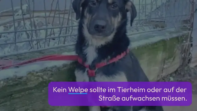 Video thumbnail for Muss dringend raus aus dem Tierheim: Wer gibt dem wunderschönen Welpenmädchen Zumera ein Zuhause?