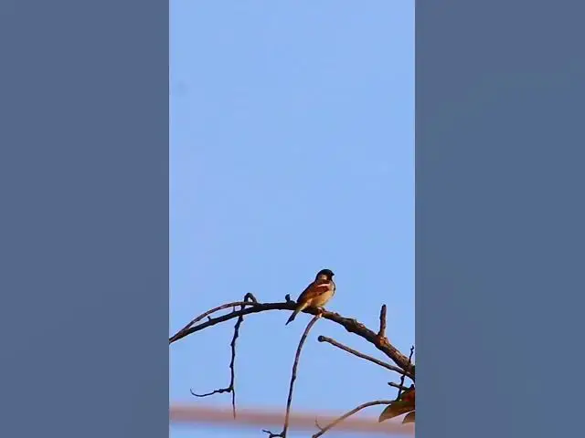 Video thumbnail for Small Sparrow  #dovebird #smallbird #birds #bird #shortdove #nestdove #babiesdove