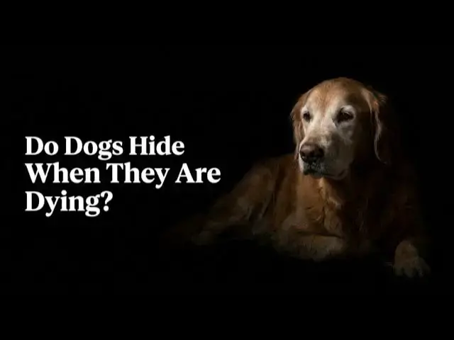 Video thumbnail for Why Some Dogs Hide When They Are Dying?