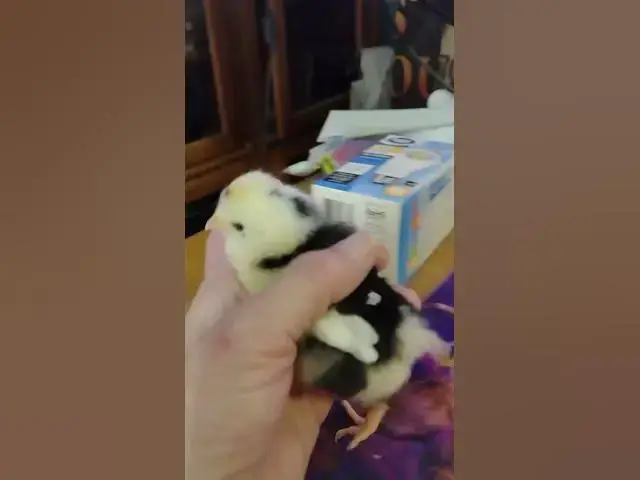 Video thumbnail for Mottled Houdan Baby Chicks Day 4 #Shorts