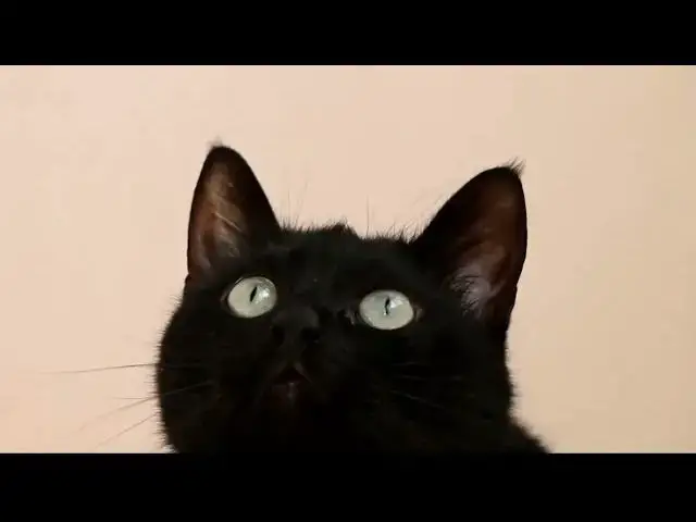 'Video thumbnail for Why do cats purr?'