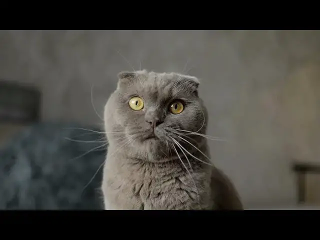 'Video thumbnail for How do cats navigate in complete darkness?'