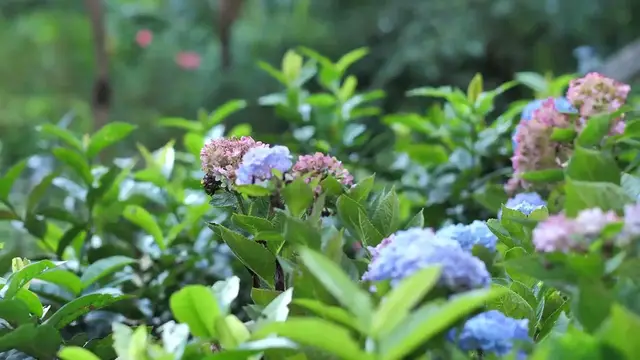 Video thumbnail for How to Make Hydrangeas Bloom: Essential Care Tips