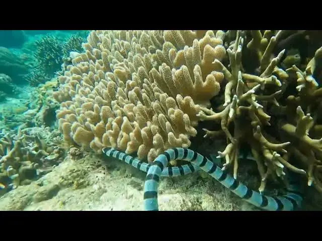 Video thumbnail for Can Sea Snakes Breathe Underwater?