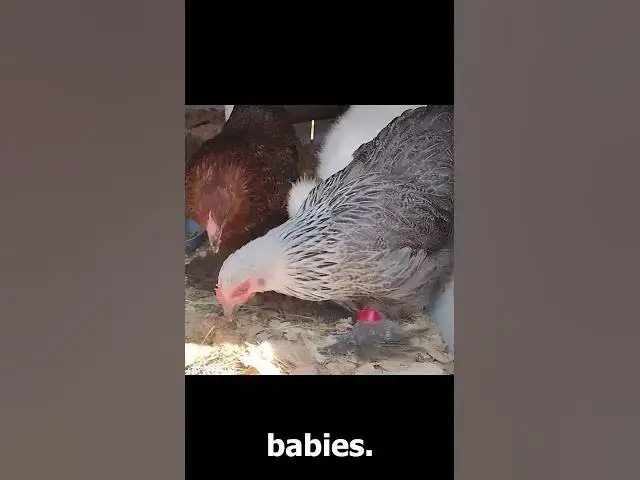 Video thumbnail for Romeo and His Girls Silkies Sept 7, 2022 #Shorts
