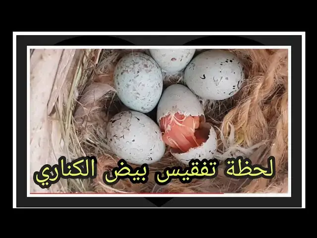'Video thumbnail for تفقيس بيض الكناري💯 شاهد خروج فرخ الكناري 😍 🐣🐥🐤'