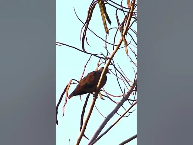 Video thumbnail for Gain Male Dove Bird  #dovebird #smallbird #birds #bird #shortdove #nestdove #babiesdove