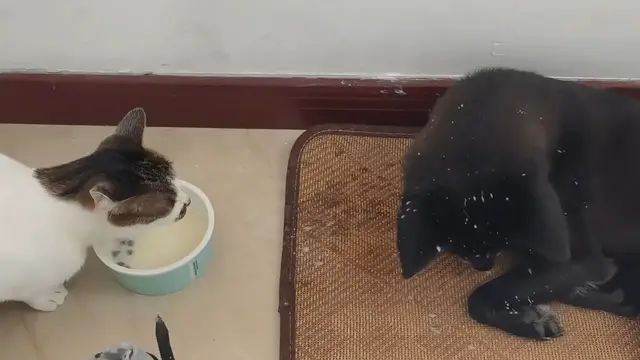 Video thumbnail for Cat Splashes Milk While Drinking Next to Relaxed Dog in Zhejiang