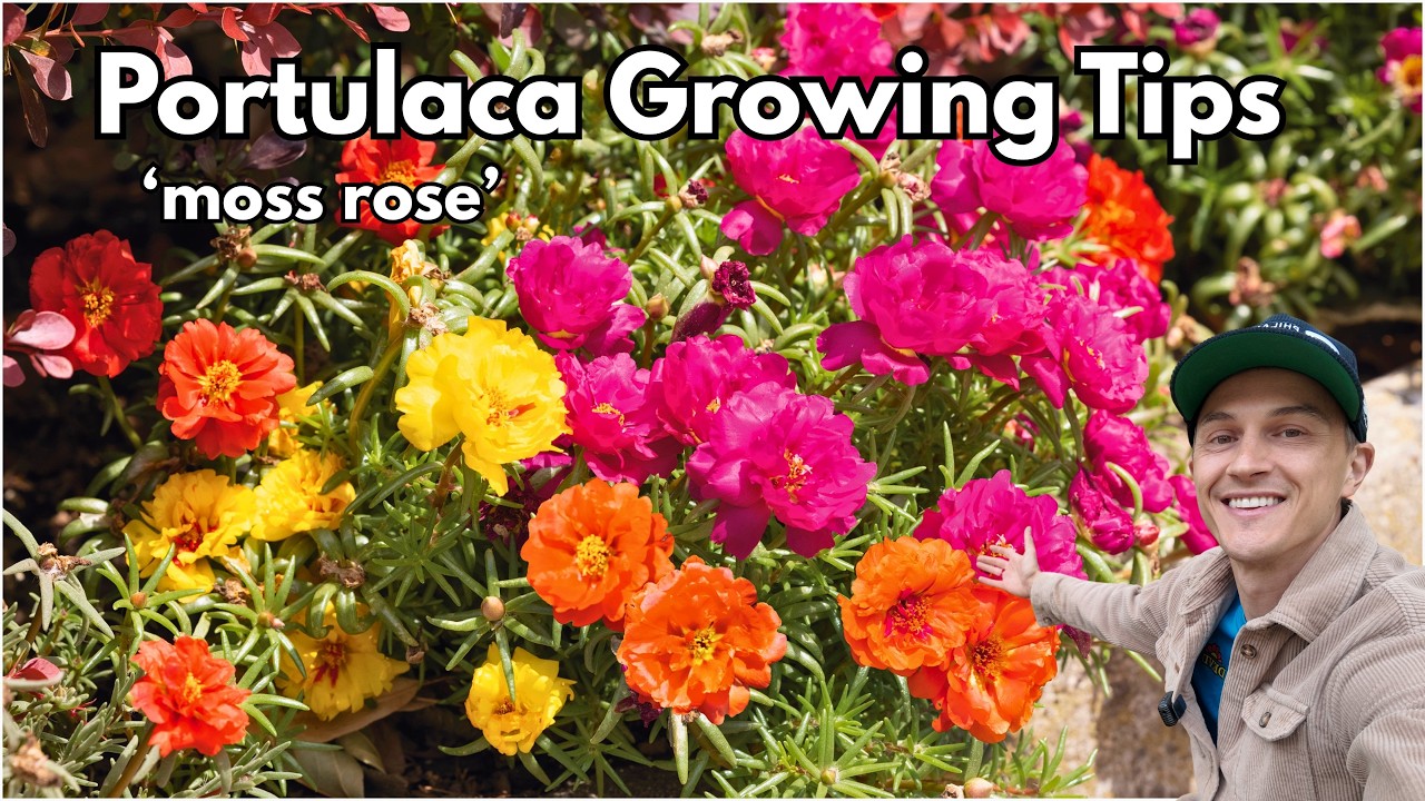 Video thumbnail for PORTULACA Moss Rose: How to Grow for Lots of Flowers