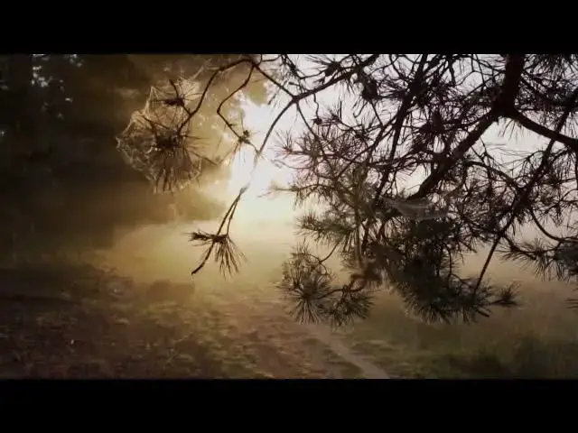 Video thumbnail for Sunrise in forest  Videos