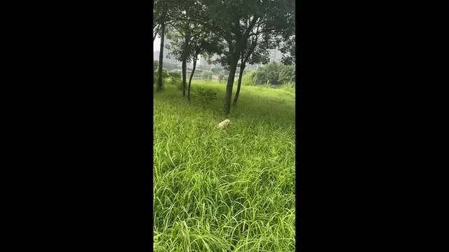 Video thumbnail for Happy Dog Bouncing Around a Grassy Field in Guangdong