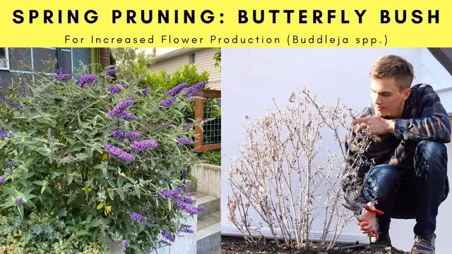 Video thumbnail for BUTTERFLY BUSH Pruning in Spring for Increased FLOWERING