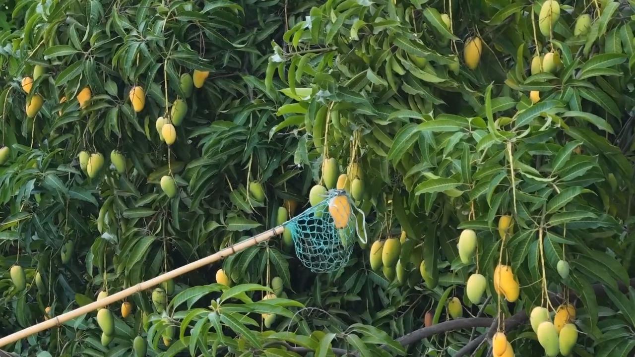Video thumbnail for China: Cities in SW China's Yunnan enrich greenery with tropical fruit trees.