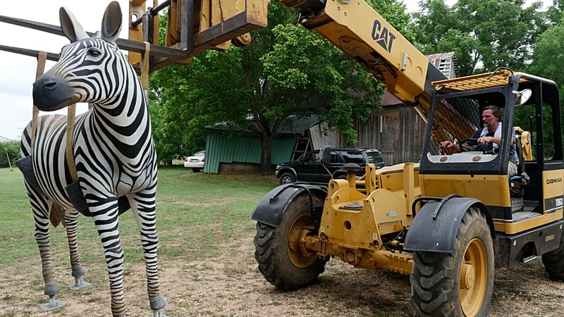 Video thumbnail for New Orleans’ Audubon Zoo welcomes vulnerable zebra species