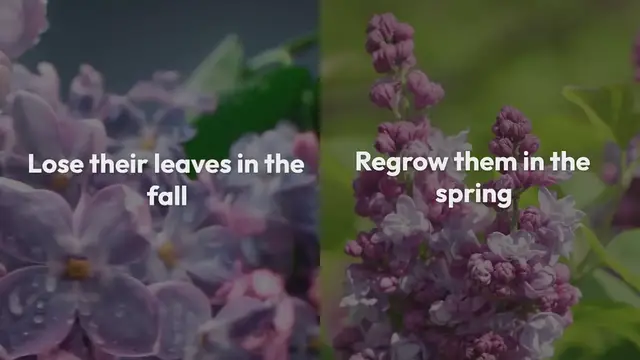 Video thumbnail for Deciduous Shrubs