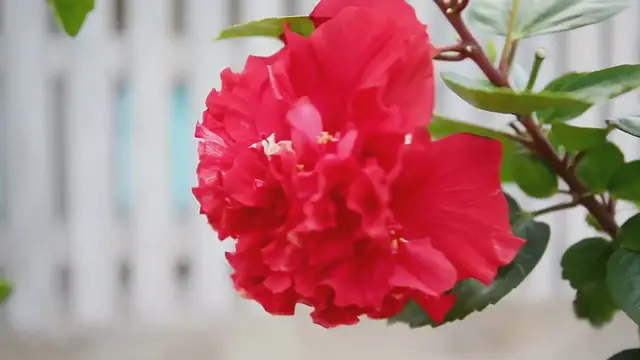 Video thumbnail for Florida Native Shrubs