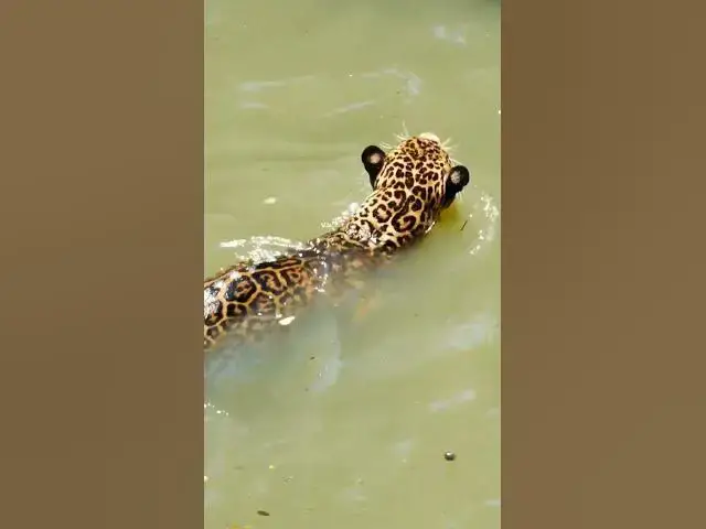 'Video thumbnail for How Do Jaguars Thrive in the Amazon Rainforest #shorts'