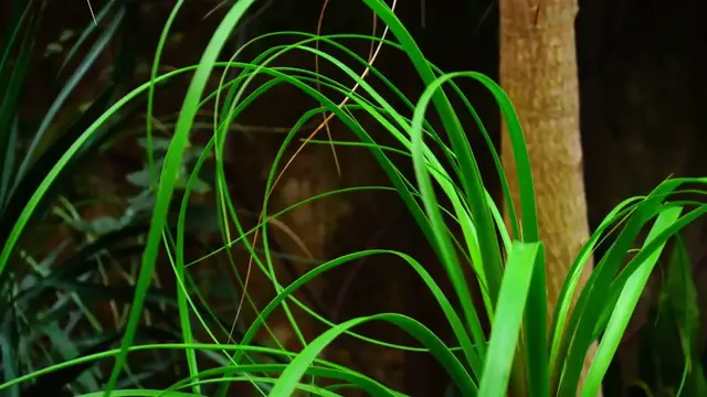 'Video thumbnail for Parlor Palm Indoor'
