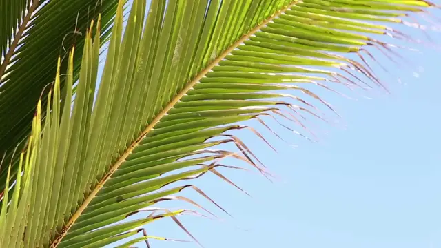 'Video thumbnail for Parlor Palm Care'
