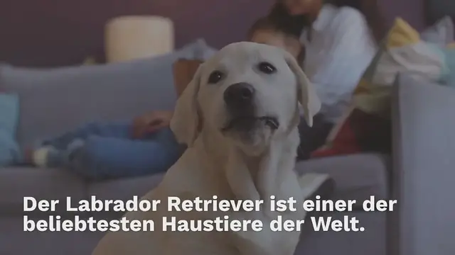 Video thumbnail for Labrador Herkunft – Wo kommt der Labrador Retriever her?