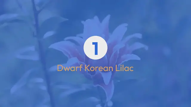 Video thumbnail for Shrub Showcase Small Garden Idea