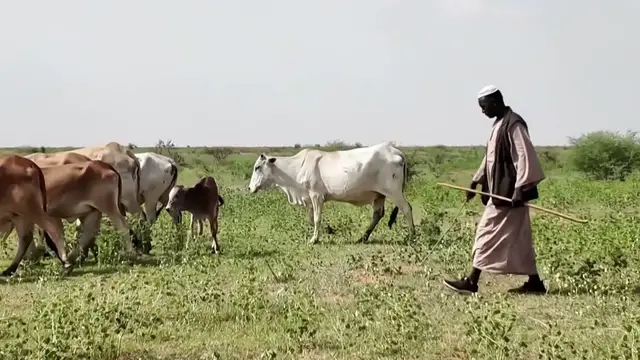 Video thumbnail for El Nino's effect on Sudan: Delayed rains lead to a difficult harvest season