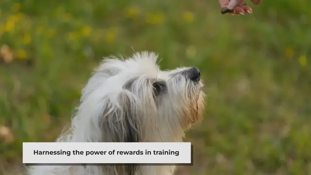'Video thumbnail for 5 Effective Positive Reinforcement Techniques for Dog Training'