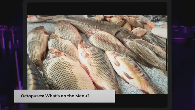 Video thumbnail for What Do Octopuses Eat in the Ocean?