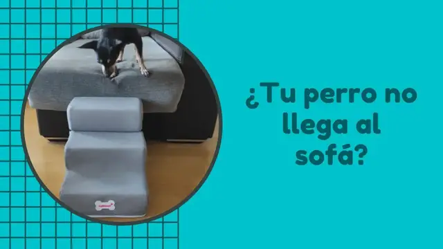 Video thumbnail for Escalera para perros 🐕 #pinscher miniatura