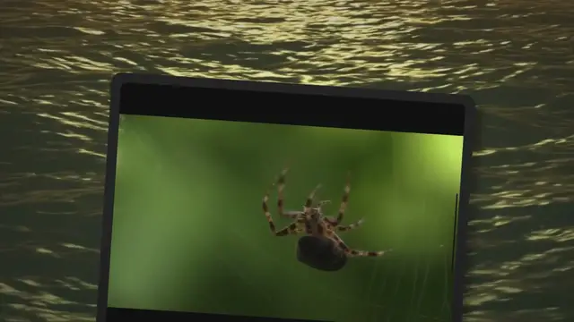 Video thumbnail for Do Cats Eat Spiders? The Surprising Truth