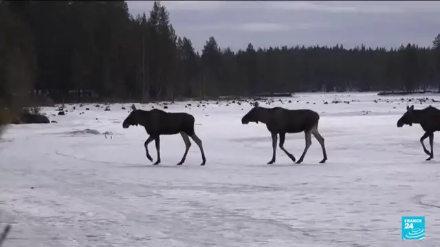 'Video thumbnail for The Great Moose Migration: National hit for Sweden's slow TV sensation'