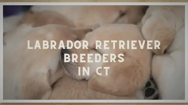 Video thumbnail for 14 Best Labrador Retriever Breeders CT In 2023 (Trusted)