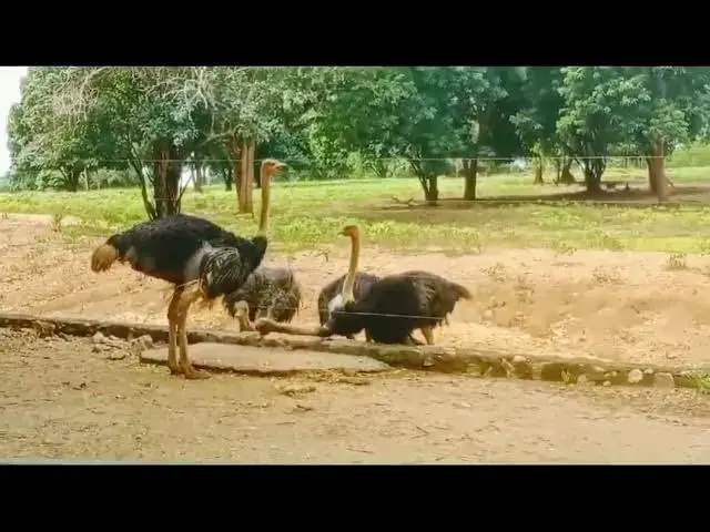 Video thumbnail for @# Ostrich @# පැස්බරා..@# sri lankan safari..@#..Free world of animals..@# safari park ridiyagama..@