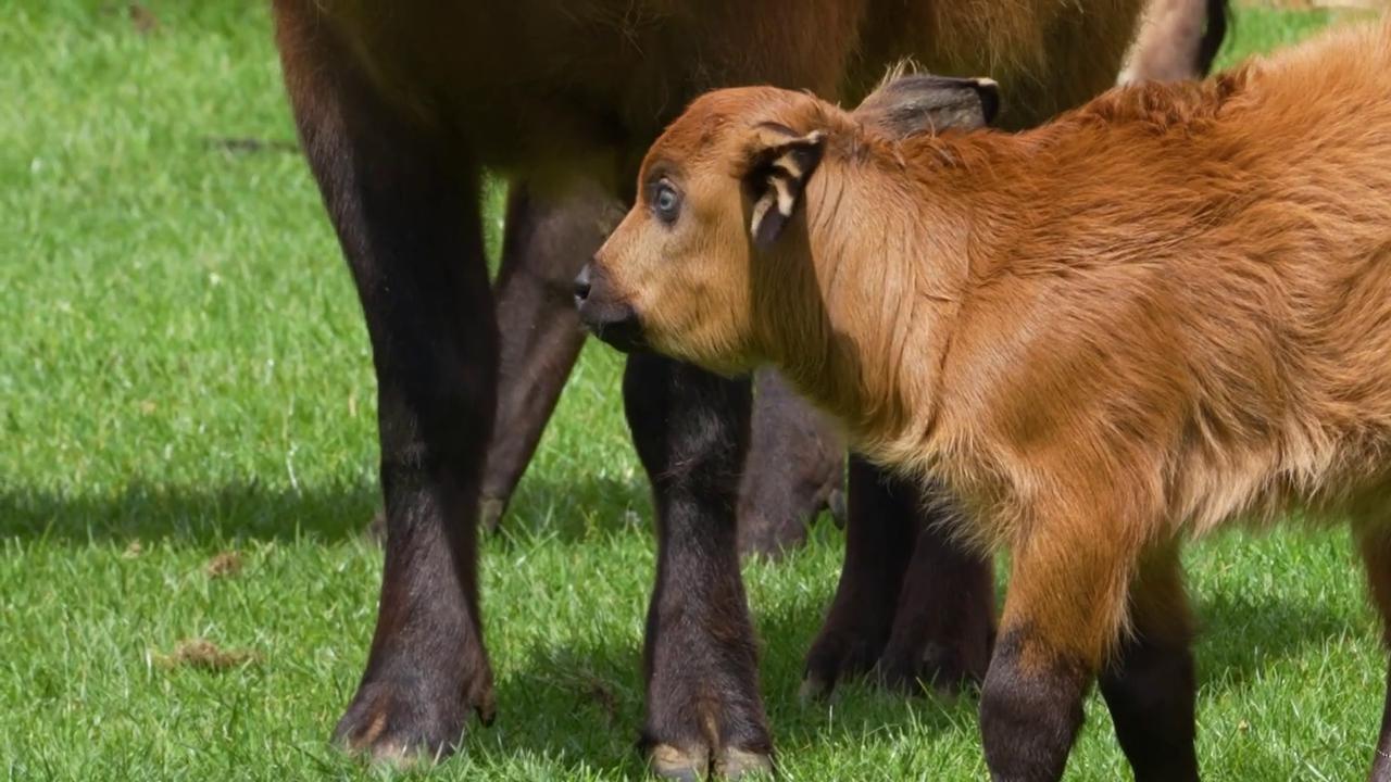 Video thumbnail for UK: Surprise Buffalo Calf Born At Woburn Safari Park After Unexpected Arrival.
