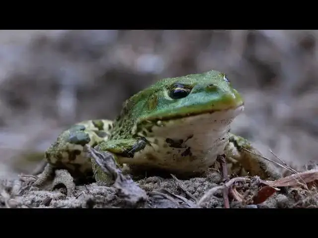 Video thumbnail for Do Frogs Blink? Discover Their Unique Eye Adaptation!