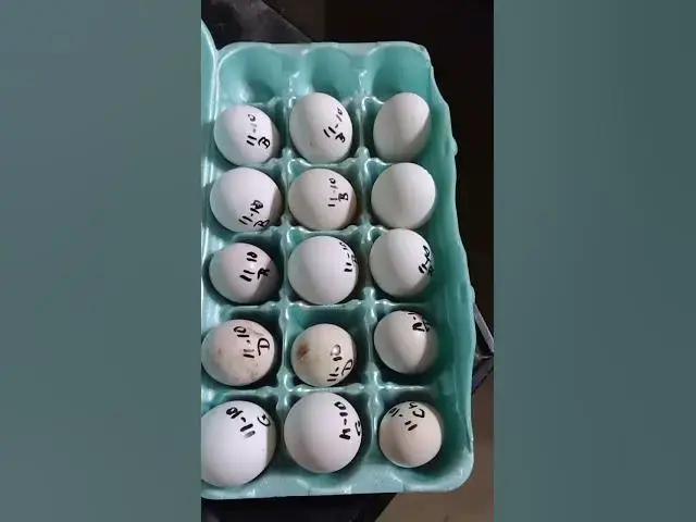 Video thumbnail for Best Egg Day Ever #Shorts