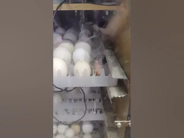 Video thumbnail for Hatching Chicks in Hatcher #Shorts