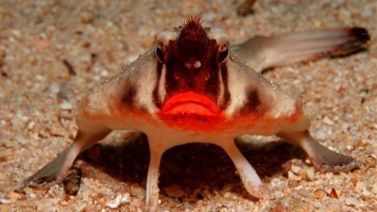 Video thumbnail for Meet the red-lipped batfish: not just a lipstick pout