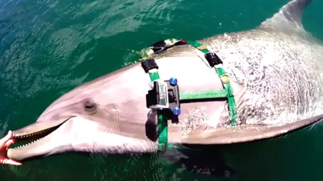 Video thumbnail for The US Navy attached cameras to dolphins, uncovering insights about intelligent marine cousins