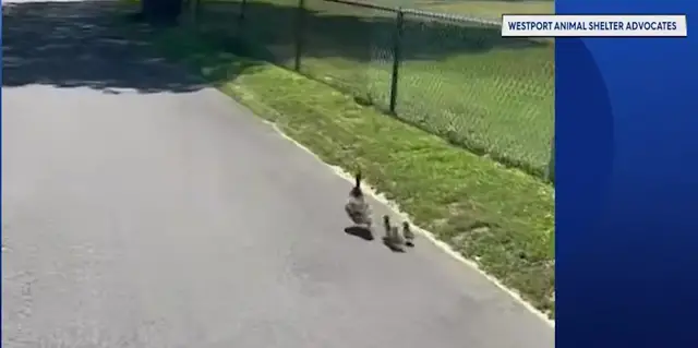 Video thumbnail for Mama duck and ducklings saved after getting trapped in Westport storm drain