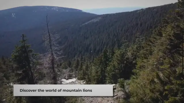 Video thumbnail for Are Mountain Lions Dangerous to Humans? Explained in 3 Minutes