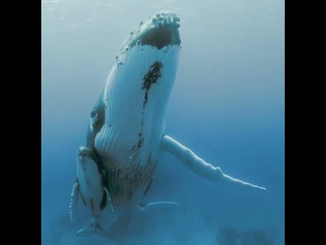 Video thumbnail for Mother Humpback Whale Guards Her Newborn in Open Waters