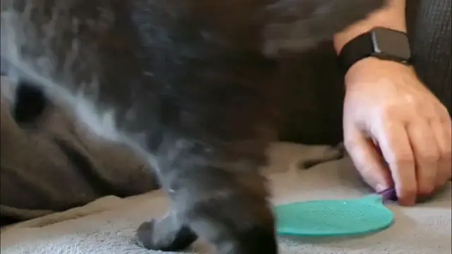 'Video thumbnail for Unterhaltsames Clickertraining mit Josie'