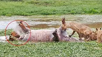 Video thumbnail for Dead Hippo Farts In Lion's Face!