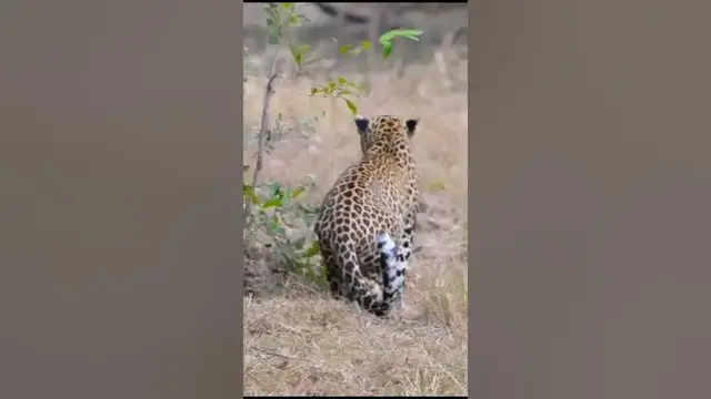 Video thumbnail for Leopard stalking to a prey #shorts