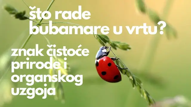 'Video thumbnail for Što bubamare rade u vrtu - simbol organskog uzgoja i omiljeni insekti vrtlara'
