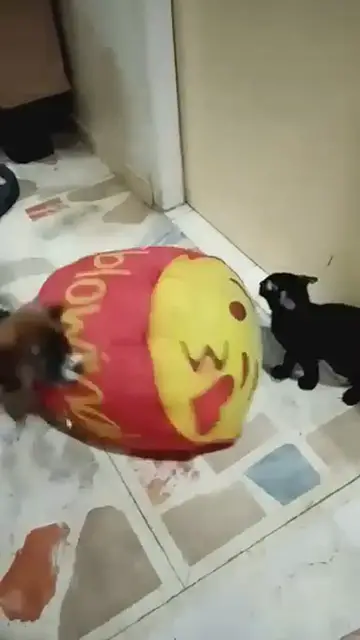'Video thumbnail for Obedient Coco'