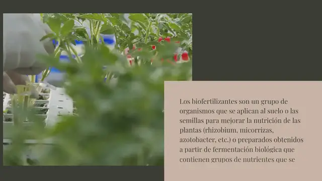 Video thumbnail for Biofertilizantes en la agricultura ecológica