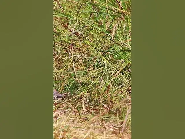 Video thumbnail for Top ghost dove bird  #dovebird #smallbird #birds #bird #shortdove #nestdove #babiesdove