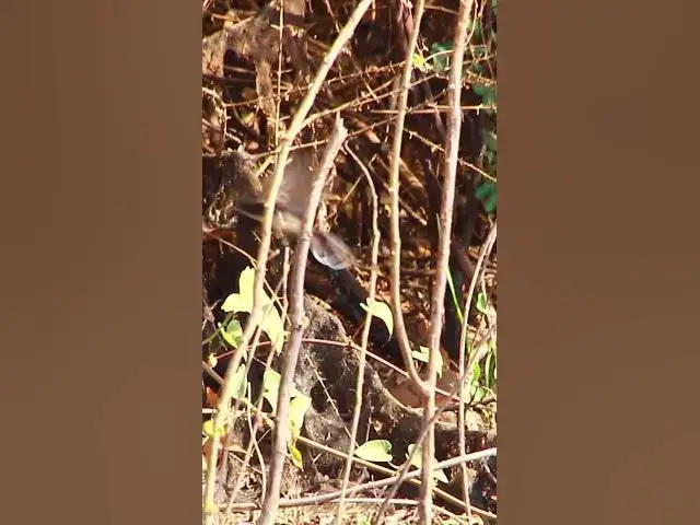 Video thumbnail for Finding Black Bird 1 dovebird #smallbird #birds #bird #shortdove #nestdove #babiesdove